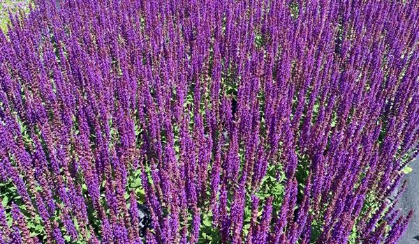 Salvia nemorosa 'Ostfriesland' (2)