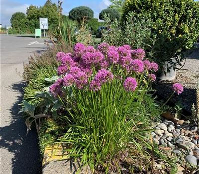 Allium senescens 'Millenium'