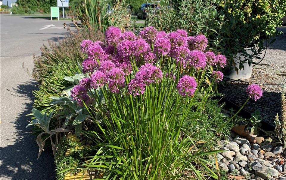 Allium senescens 'Millenium'