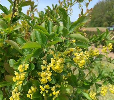 Berberis vulgaris