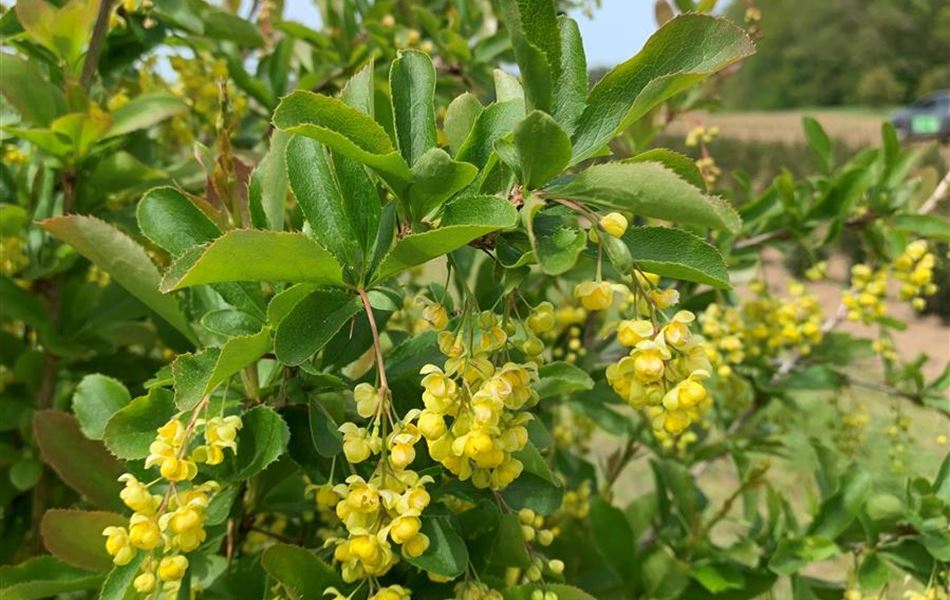 Berberis vulgaris