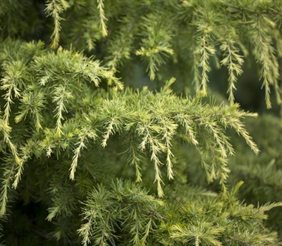 Cedrus deodara 'Golden Horizon'