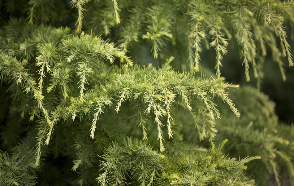 Cedrus deodara 'Golden Horizon'