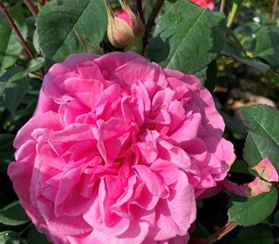 Rosa (Englische Rose) 'Gertrude Jekyll'