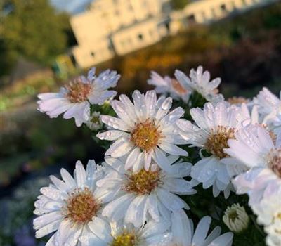 Aster (Dumosus-Gruppe) 'Alpha White'