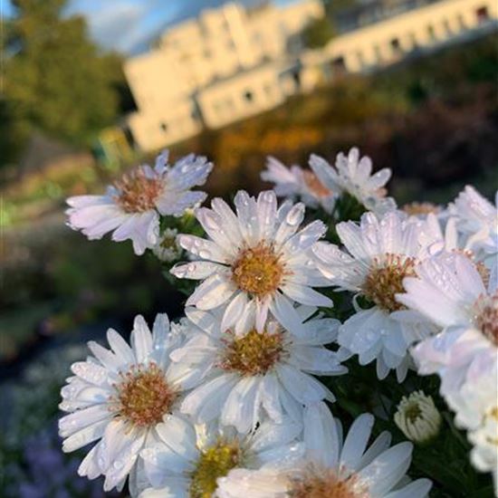 Aster (Dumosus-Gruppe) 'Alpha White'