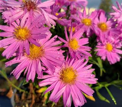 Aster (Dumosus-Gruppe) 'Herbstgruss vom Bresserhof'