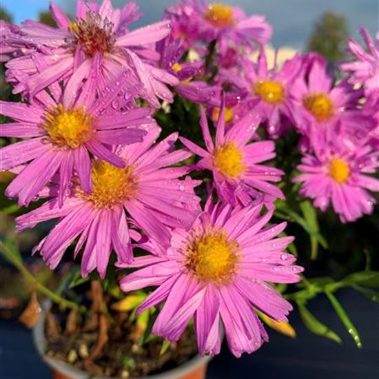 Aster (Dumosus-Gruppe) 'Herbstgruss vom Bresserhof'