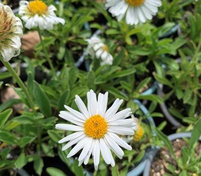 Aster alpinus 'Albus'