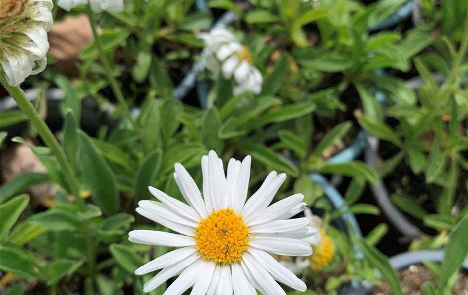 Aster alpinus 'Albus'