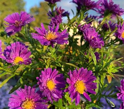 Aster (Dumosus-Gruppe) 'Alpha Dark Purple Space'