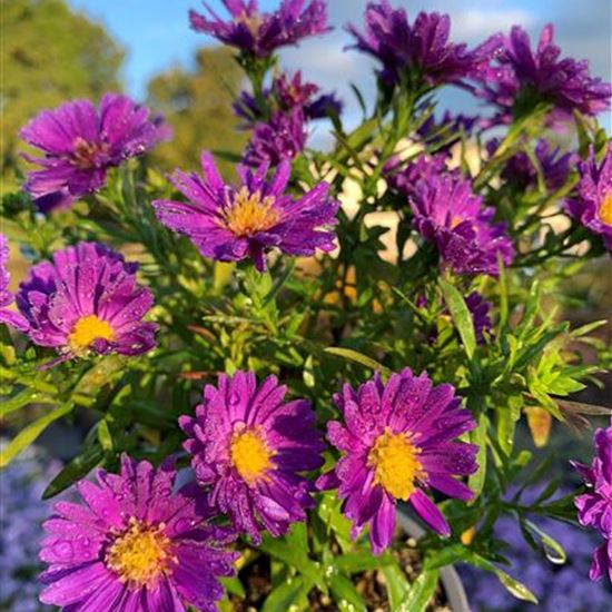 Aster (Dumosus-Gruppe) 'Alpha Dark Purple Space'