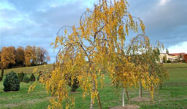 Betula pendula Herbstfärbung