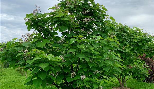 Catalpa bignonioides (3)