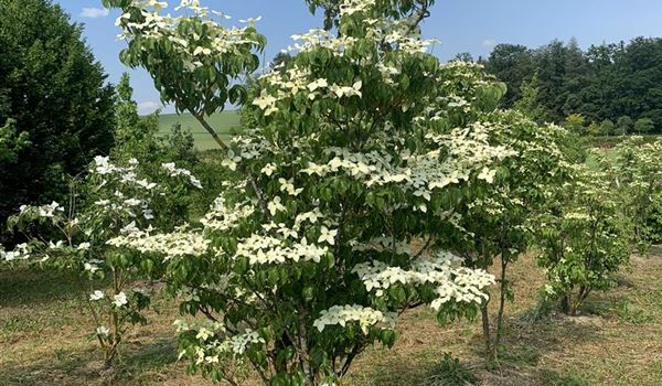 Cornus kousa Freiland