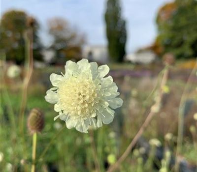 Scabiosa ochroleuca