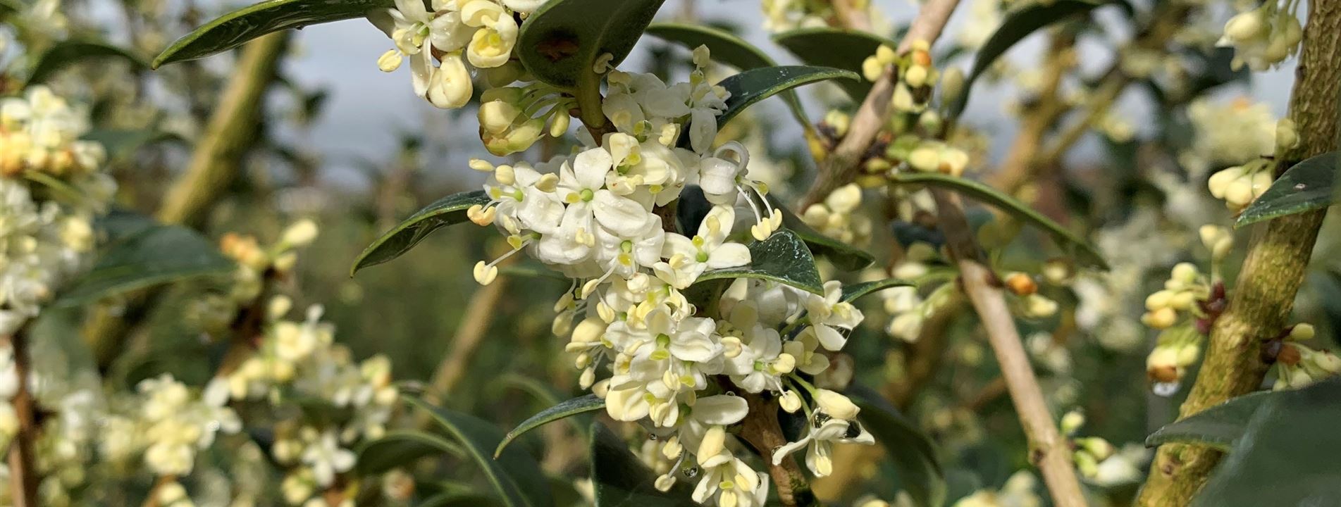 Osmanthus heterophyllus