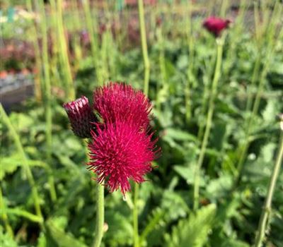 Cirsium rivulare 'Atropurpureum'