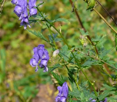 Aconitum napellus