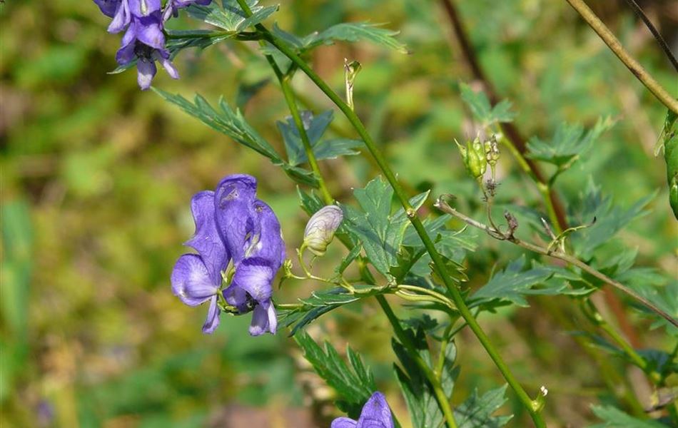 Aconitum napellus