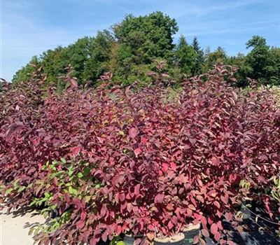 Cornus alba 'Sibirica'