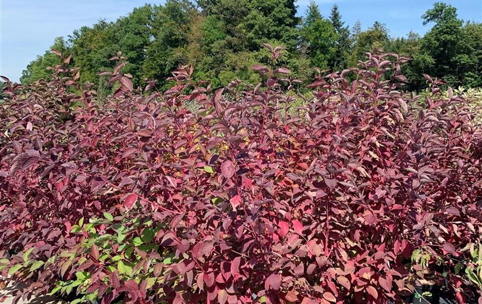 Cornus alba 'Sibirica'