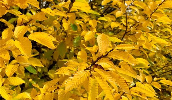 Carpinus betulus Herbst (1)