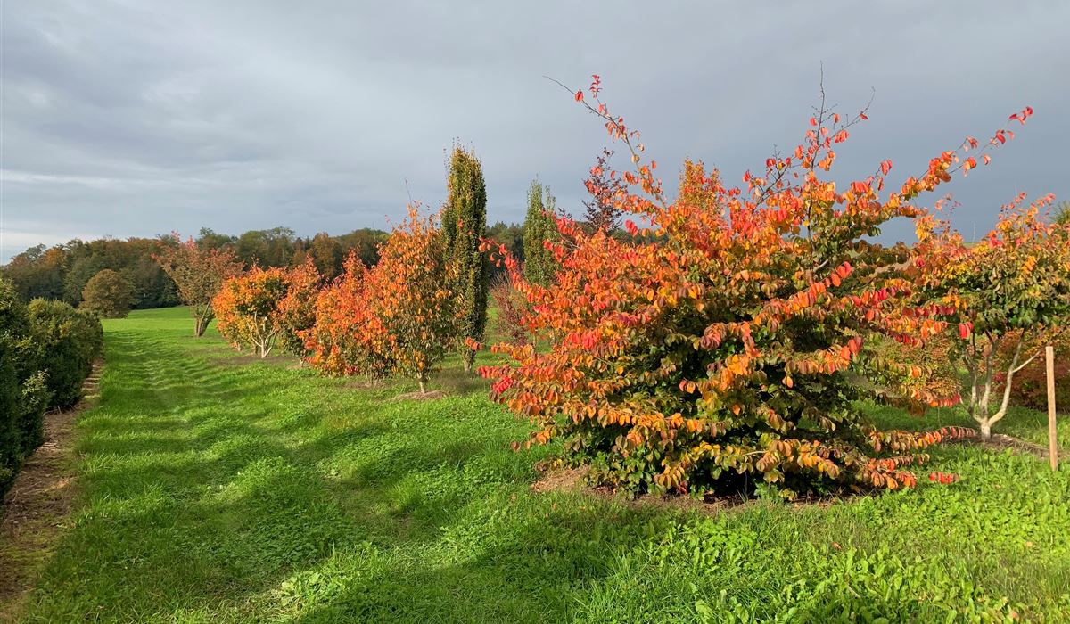 Parrotia persica Herbst Freiland