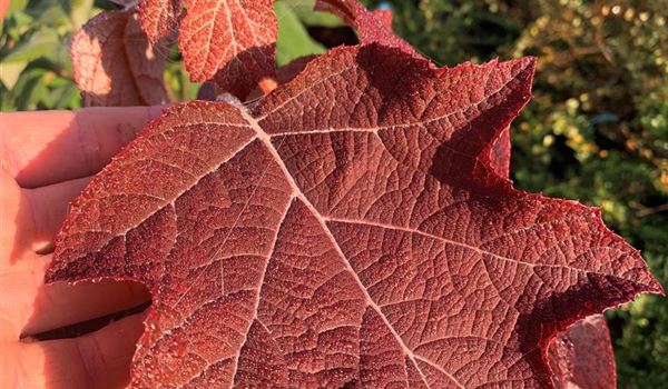 Hydrangea quercifolia Herbst