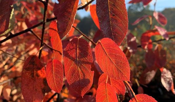 Amelanchier lamarckii Herbstfärbung im Morgentau (1)