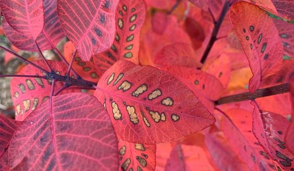 Cotinus coggygria Herbst