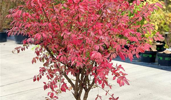 Euonymus alatus Herbst 100