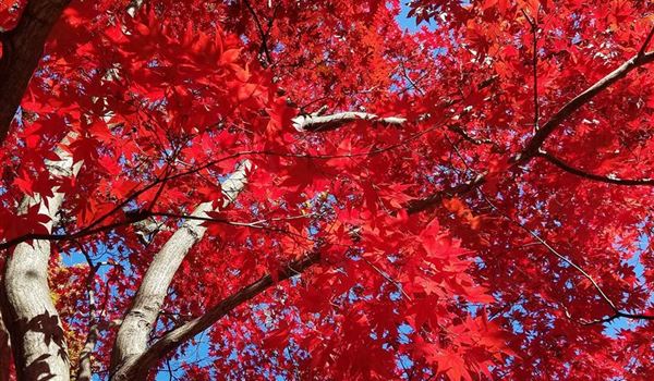 Acer palmatum Herbst(2)