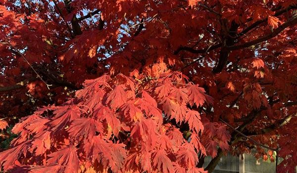 Acer japonicum 'Aconitifolium' (7)