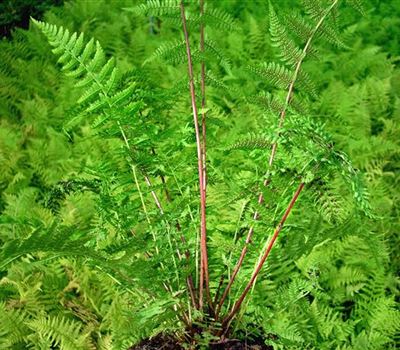 Athyrium filix-femina 'Lady in Red'