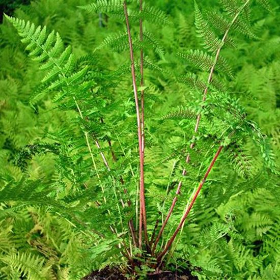 Athyrium filix-femina 'Lady in Red'