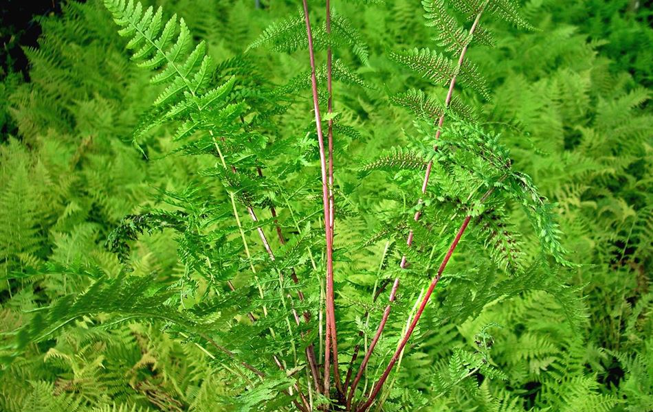 Athyrium filix-femina 'Lady in Red'