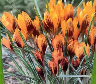 Crocus oliveri 'Orange Monarch'