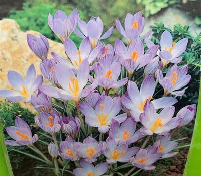 Crocus etruscus 'Zwanenburg'