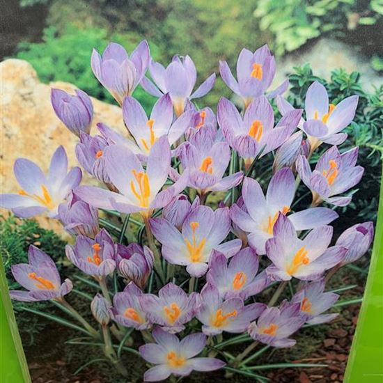 Crocus etruscus 'Zwanenburg'