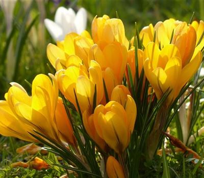 Crocus vernus 'Grosse Gelbe'