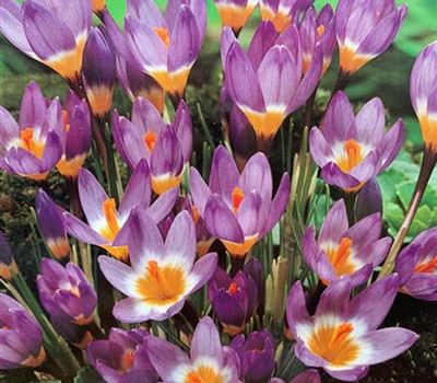 Crocus sieberi subsp. tricolor