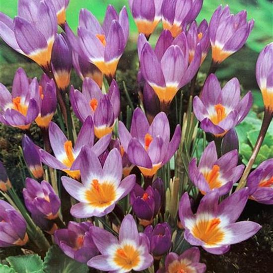 Crocus sieberi subsp. tricolor