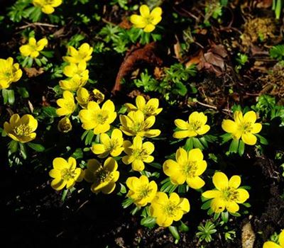 Eranthis hyemalis