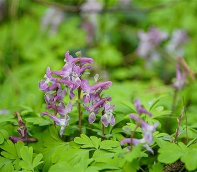 Corydalis solida