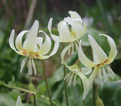 Erythronium 'White Beauty'