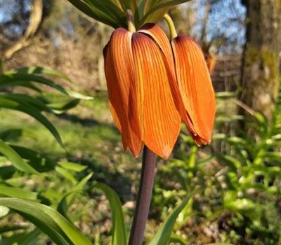 Fritillaria imperialis 'Striped Beauty'