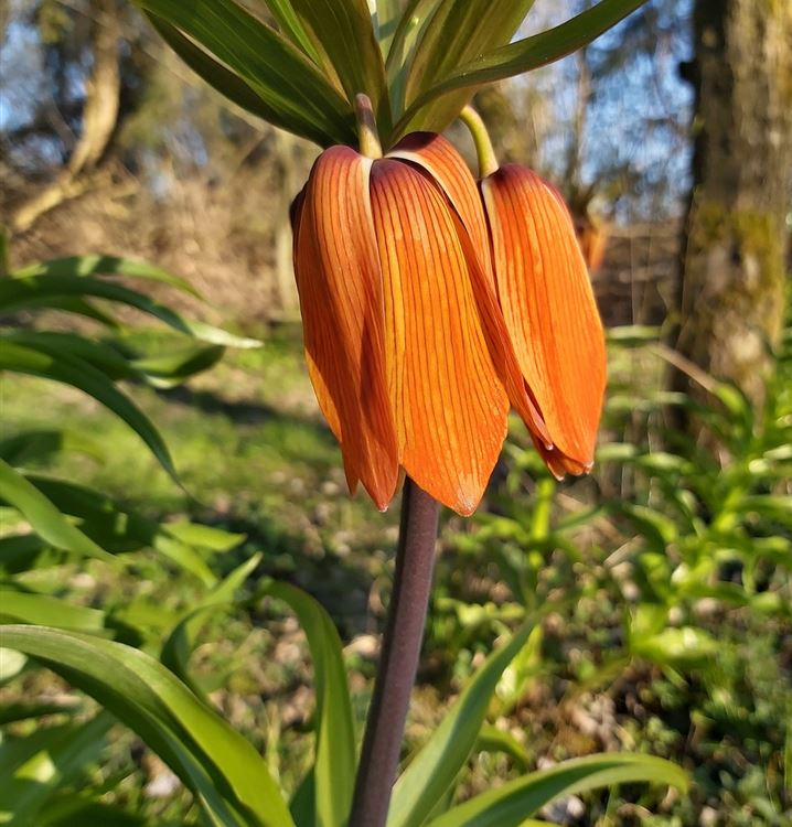 Kaiserkrone