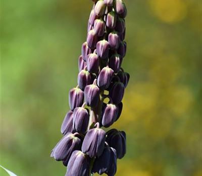 Fritillaria persica 'Adyamon'