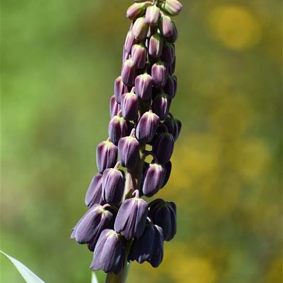 Fritillaria persica 'Adyamon'